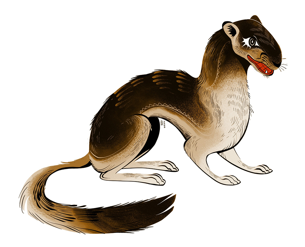 Brown weasel on white baclground illustration