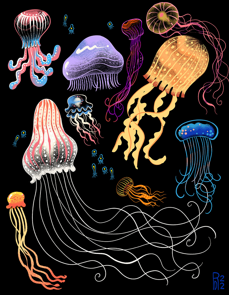Eleven types of Jellyfish illustration
