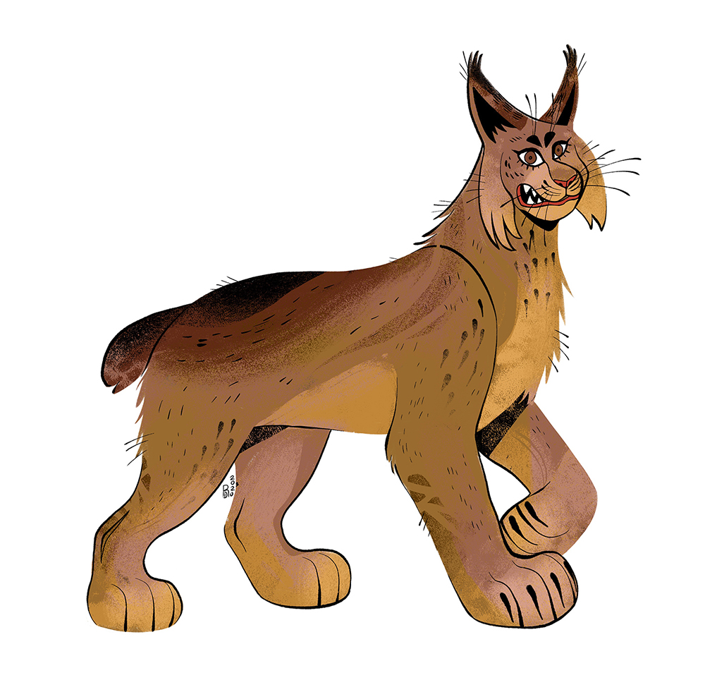 Brown bobcat – character design