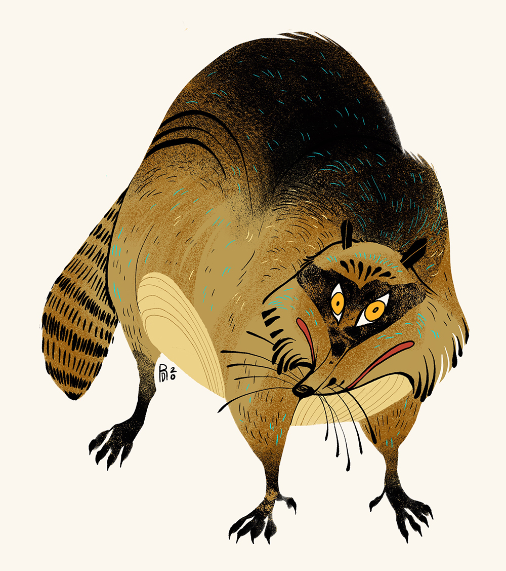 Digital drawing of a brown and black raccoon.