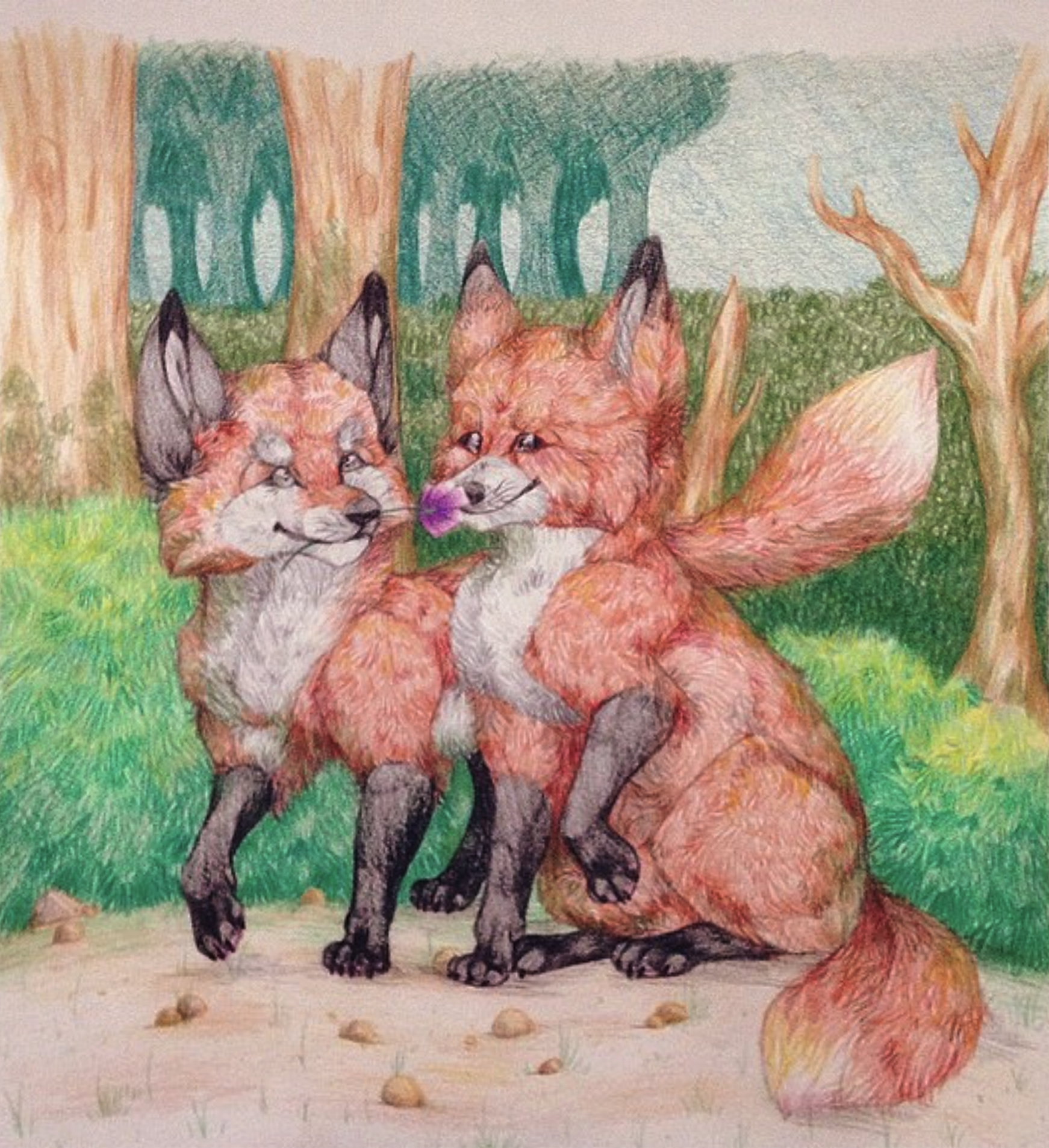 Illustration of a male and female red fox, the male delicately tapping a flower on the female's nose.